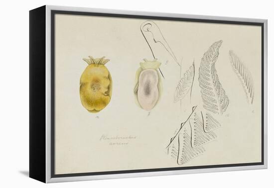 Pleurobranchus Aureus: Yellow-Plumed Sea Slug-Philip Henry Gosse-Framed Premier Image Canvas