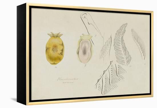 Pleurobranchus Aureus: Yellow-Plumed Sea Slug-Philip Henry Gosse-Framed Premier Image Canvas