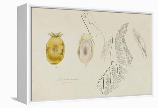 Pleurobranchus Aureus: Yellow-Plumed Sea Slug-Philip Henry Gosse-Framed Premier Image Canvas