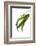 Pleurothallis Pubescens-Fabio Petroni-Framed Photographic Print