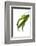 Pleurothallis Pubescens-Fabio Petroni-Framed Photographic Print