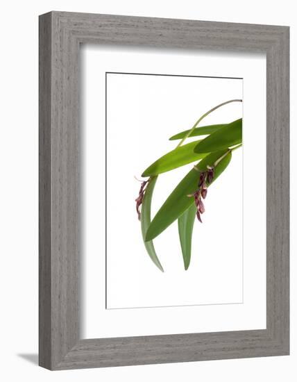 Pleurothallis Pubescens-Fabio Petroni-Framed Photographic Print