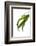 Pleurothallis Pubescens-Fabio Petroni-Framed Photographic Print