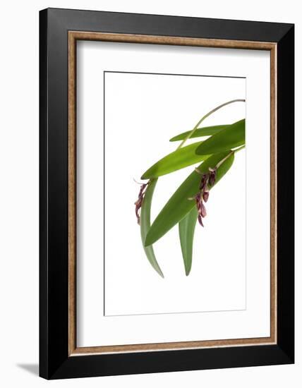 Pleurothallis Pubescens-Fabio Petroni-Framed Photographic Print