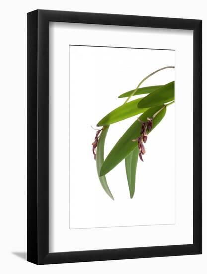 Pleurothallis Pubescens-Fabio Petroni-Framed Photographic Print