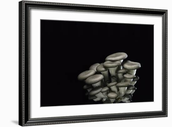 Pleurotus Cornucopiae (Cornucopia Mushroom, Branching Oyster)-Paul Starosta-Framed Photographic Print