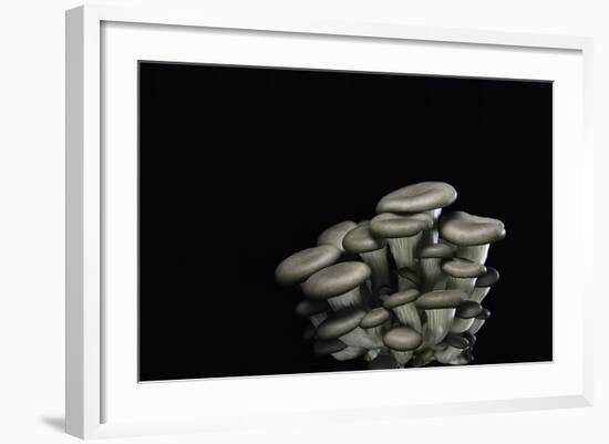 Pleurotus Cornucopiae (Cornucopia Mushroom, Branching Oyster)-Paul Starosta-Framed Photographic Print