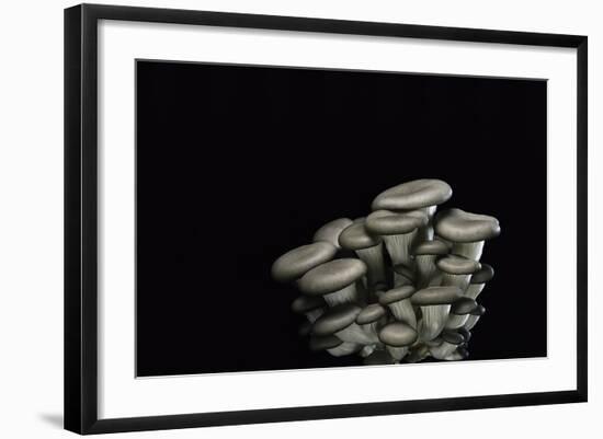 Pleurotus Cornucopiae (Cornucopia Mushroom, Branching Oyster)-Paul Starosta-Framed Photographic Print