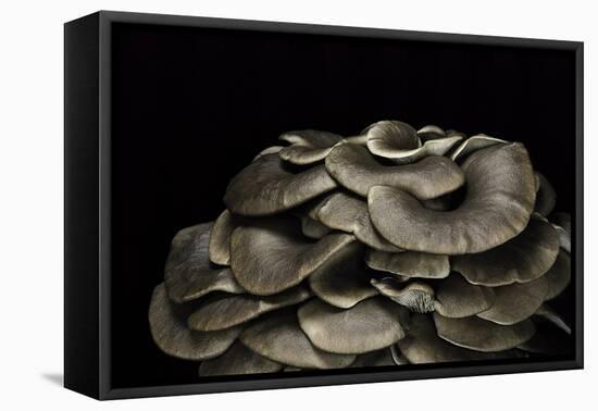 Pleurotus Ostreatus (Oyster Mushroom, Mock Oyster, Oyster Cap)-Paul Starosta-Framed Premier Image Canvas