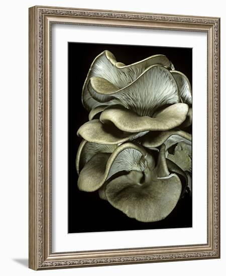 Pleurotus Ostreatus (Oyster Mushroom, Mock Oyster, Oyster Cap)-Paul Starosta-Framed Photographic Print