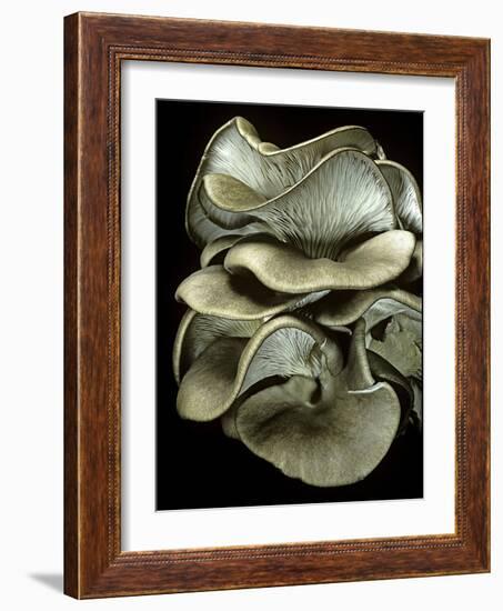 Pleurotus Ostreatus (Oyster Mushroom, Mock Oyster, Oyster Cap)-Paul Starosta-Framed Photographic Print