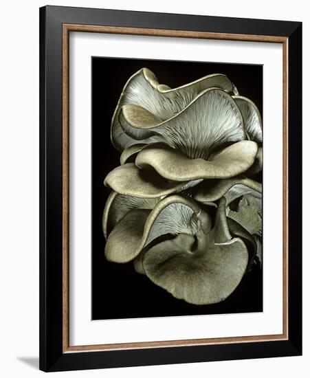 Pleurotus Ostreatus (Oyster Mushroom, Mock Oyster, Oyster Cap)-Paul Starosta-Framed Photographic Print