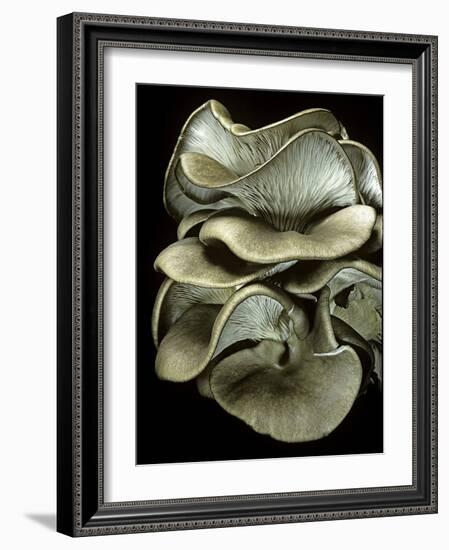 Pleurotus Ostreatus (Oyster Mushroom, Mock Oyster, Oyster Cap)-Paul Starosta-Framed Photographic Print