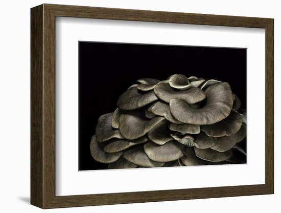 Pleurotus Ostreatus (Oyster Mushroom, Mock Oyster, Oyster Cap)-Paul Starosta-Framed Photographic Print