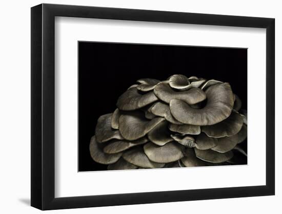 Pleurotus Ostreatus (Oyster Mushroom, Mock Oyster, Oyster Cap)-Paul Starosta-Framed Photographic Print