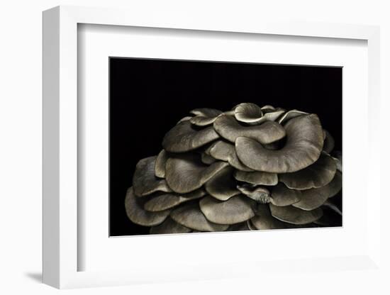 Pleurotus Ostreatus (Oyster Mushroom, Mock Oyster, Oyster Cap)-Paul Starosta-Framed Photographic Print