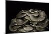 Pleurotus Ostreatus (Oyster Mushroom, Mock Oyster, Oyster Cap)-Paul Starosta-Mounted Photographic Print