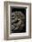 Pleurotus Ostreatus (Oyster Mushroom, Mock Oyster, Oyster Cap)-Paul Starosta-Framed Photographic Print