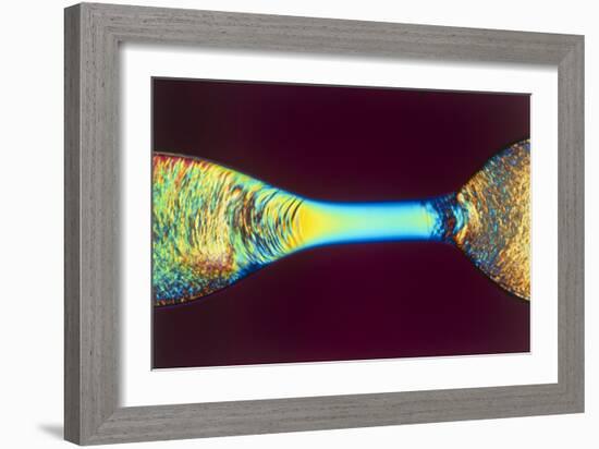 PLM of Two Synthetic Liquid Crystal Polymer Fibres-Science Photo Library-Framed Photographic Print