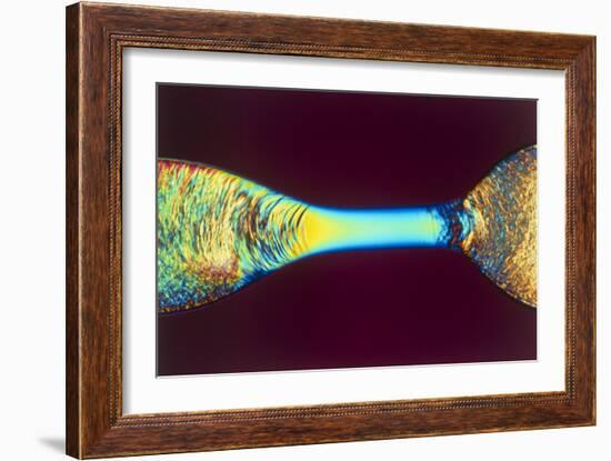 PLM of Two Synthetic Liquid Crystal Polymer Fibres-Science Photo Library-Framed Photographic Print