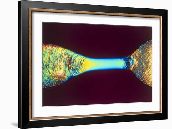 PLM of Two Synthetic Liquid Crystal Polymer Fibres-Science Photo Library-Framed Photographic Print