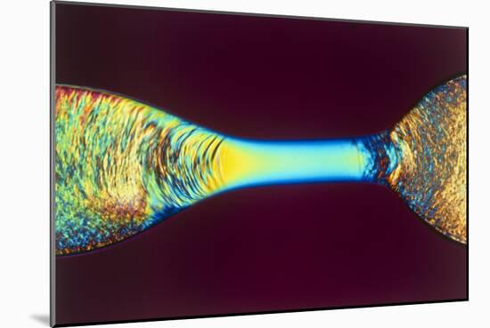PLM of Two Synthetic Liquid Crystal Polymer Fibres-Science Photo Library-Mounted Photographic Print