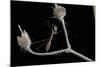 Ploiaria Domestica (Thread-Legged Bug, Assassin Bug)-Paul Starosta-Mounted Photographic Print