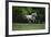 Ploomwood Arabians 003-Bob Langrish-Framed Photographic Print