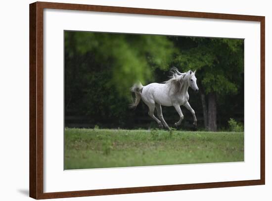 Ploomwood Arabians 003-Bob Langrish-Framed Photographic Print