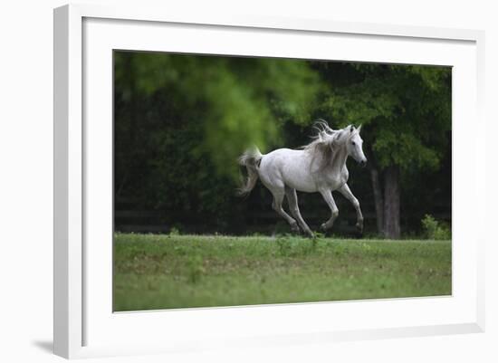 Ploomwood Arabians 003-Bob Langrish-Framed Photographic Print