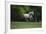 Ploomwood Arabians 003-Bob Langrish-Framed Photographic Print