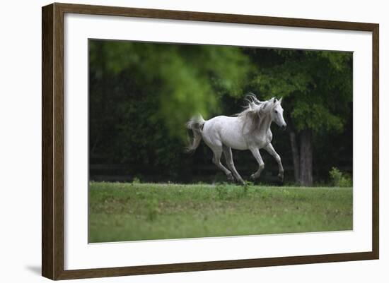 Ploomwood Arabians 003-Bob Langrish-Framed Photographic Print