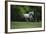 Ploomwood Arabians 003-Bob Langrish-Framed Photographic Print