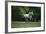 Ploomwood Arabians 003-Bob Langrish-Framed Photographic Print