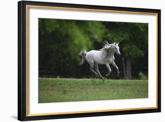 Ploomwood Arabians 003-Bob Langrish-Framed Photographic Print