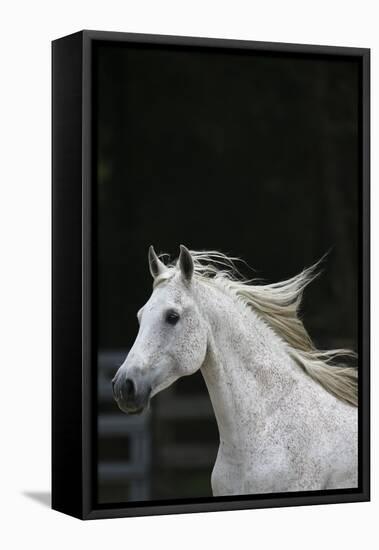 Ploomwood Arabians 004-Bob Langrish-Framed Premier Image Canvas