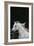 Ploomwood Arabians 004-Bob Langrish-Framed Photographic Print