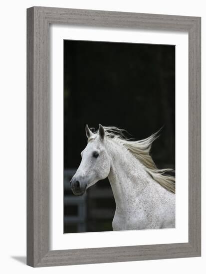 Ploomwood Arabians 004-Bob Langrish-Framed Photographic Print