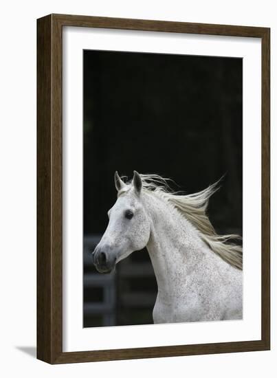 Ploomwood Arabians 004-Bob Langrish-Framed Photographic Print