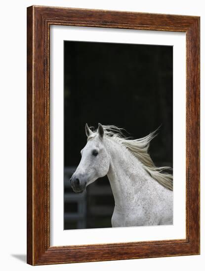 Ploomwood Arabians 004-Bob Langrish-Framed Photographic Print