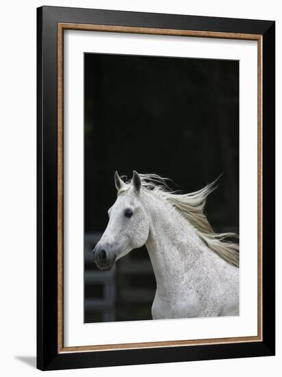 Ploomwood Arabians 004-Bob Langrish-Framed Photographic Print