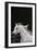 Ploomwood Arabians 004-Bob Langrish-Framed Photographic Print