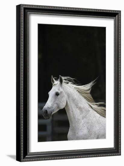 Ploomwood Arabians 004-Bob Langrish-Framed Photographic Print