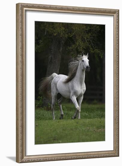 Ploomwood Arabians 007-Bob Langrish-Framed Photographic Print