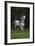 Ploomwood Arabians 007-Bob Langrish-Framed Photographic Print