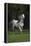 Ploomwood Arabians 007-Bob Langrish-Framed Premier Image Canvas