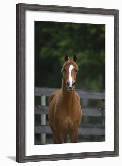 Ploomwood Arabians 008-Bob Langrish-Framed Photographic Print