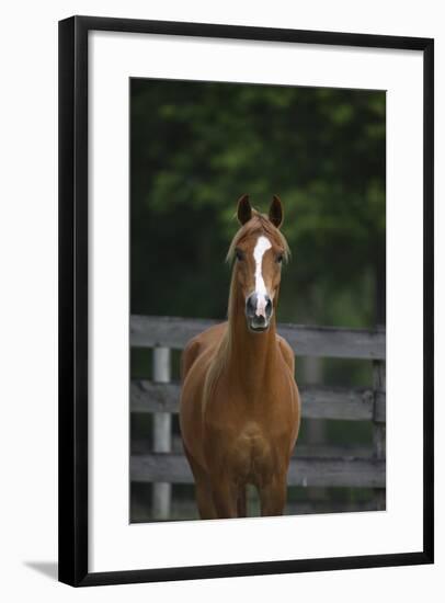 Ploomwood Arabians 008-Bob Langrish-Framed Photographic Print