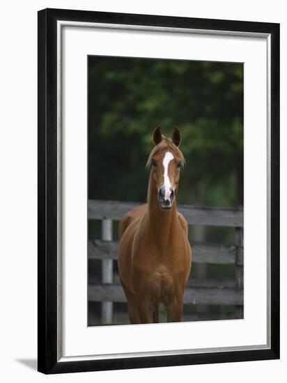 Ploomwood Arabians 008-Bob Langrish-Framed Photographic Print