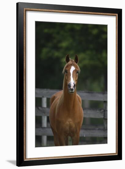 Ploomwood Arabians 008-Bob Langrish-Framed Photographic Print